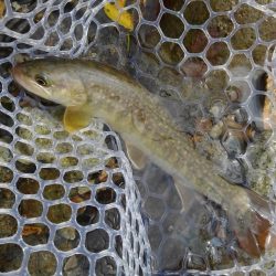 真夏のイワナ釣り